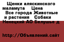 Щенки аляскинского маламута  › Цена ­ 15 000 - Все города Животные и растения » Собаки   . Ненецкий АО,Белушье д.